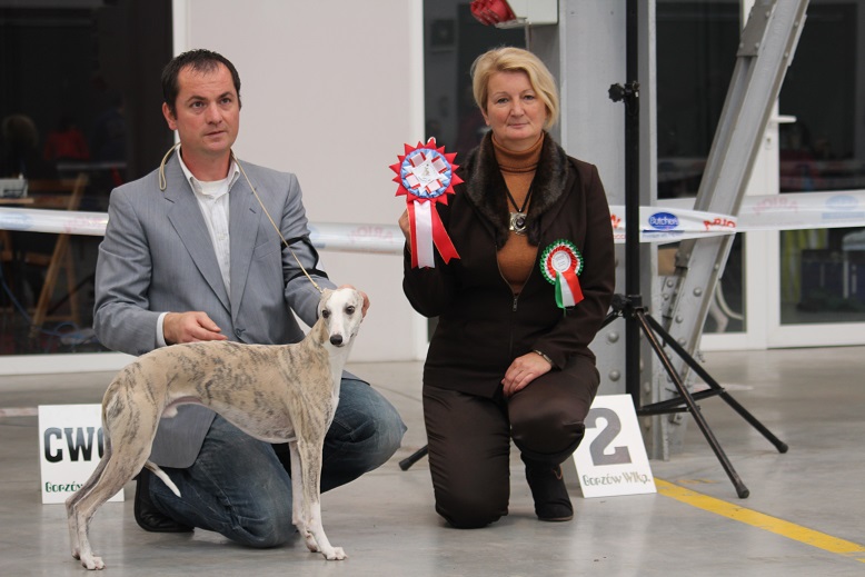 whippet-nine-lives-nerai-bob-gorzow-pic2