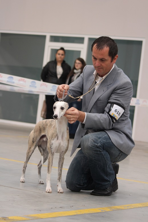 whippet-nine-lives-nerai-jcwc-gorzow-pic1